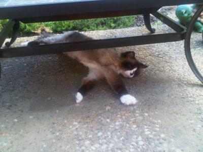 Prissy naps under the patio firepit